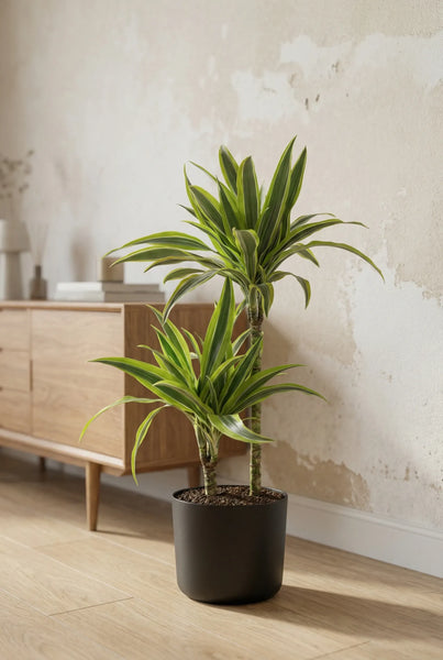 Drachenbaum kaufen - Dracaena Lemon Lime Zimmerpflanze :19 H:100 cm |  finestgreen  Finestgreen