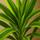 Drachenbaum - Dracaena Lemon Lime Ø:19 H:100 cm