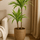 Drachenbaum - Dracaena Lemon Lime Ø:19 H:100 cm