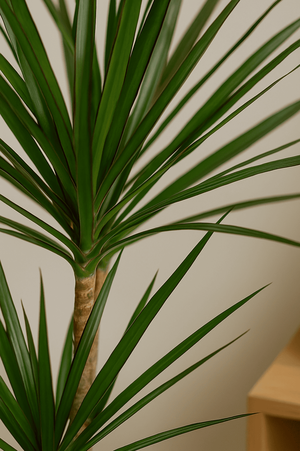 Drachenbaum kaufen - Dracaena Marginata Zimmerpflanze Ø:21 H:120 cm