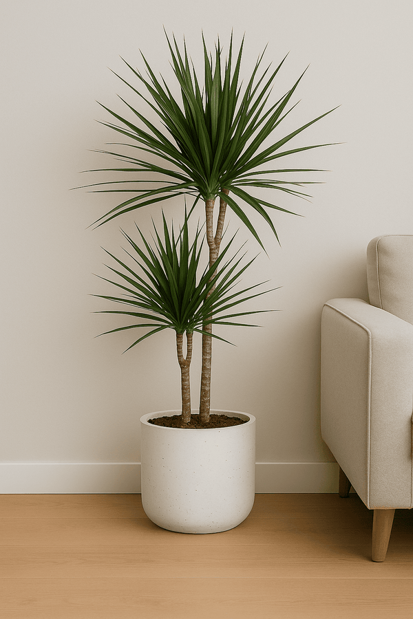 Drachenbaum - Dracaena Marginata Ø:21 H:120 cm