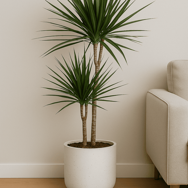 Drachenbaum kaufen - Dracaena Marginata Zimmerpflanze Ø:21 H:120 cm