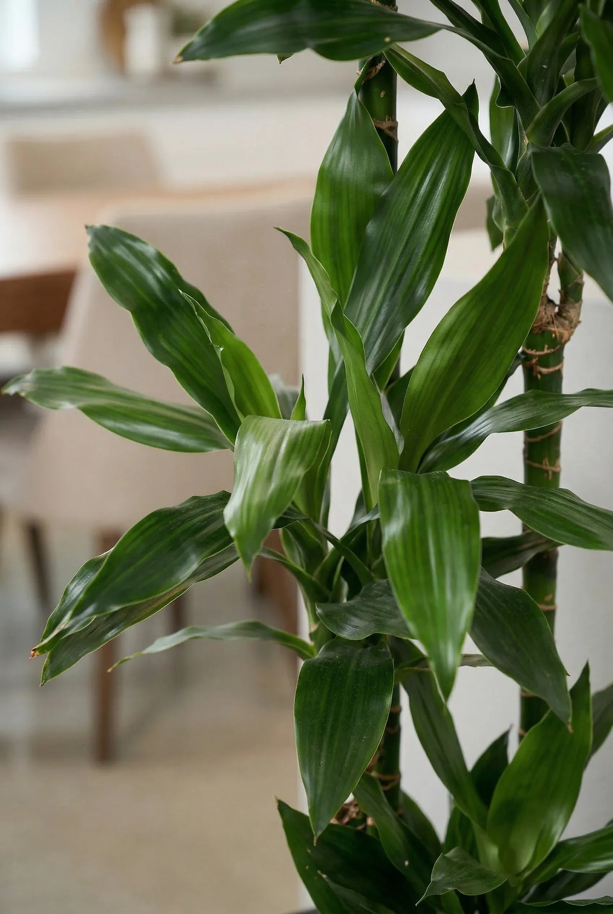 Drachenbaum kaufen - Dracaena Janet Lind Zimmerpflanze Ø:27 H:140 cm