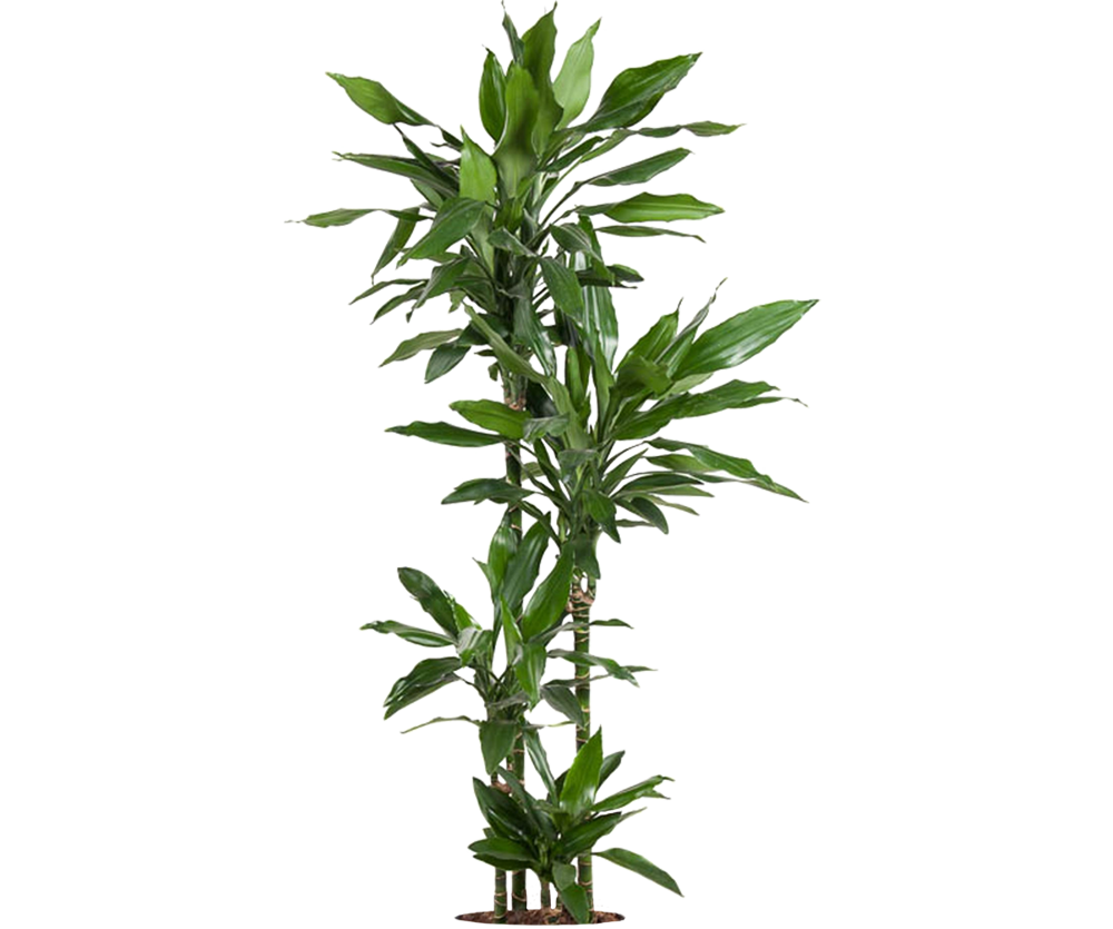 dracaena fragrans kaufen Drachenbaum kaufen - Dracaena Janet Lind Zimmerpflanze Ø:27 H:140 cm