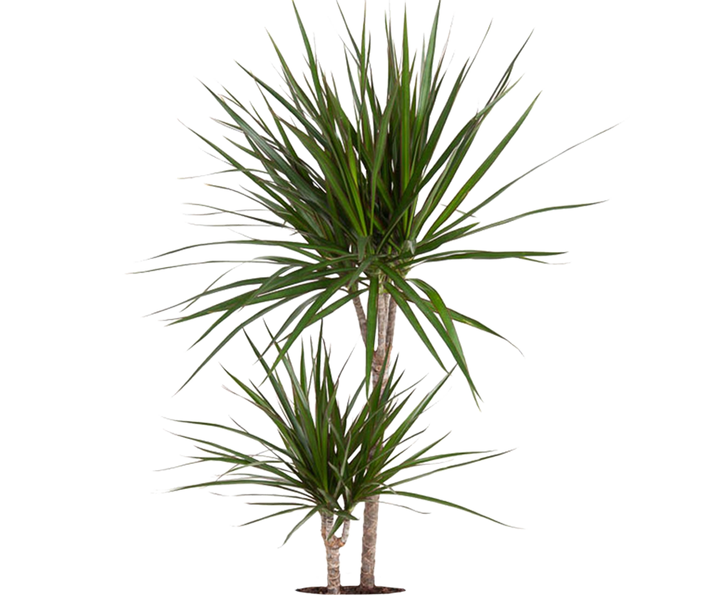 dracaena massangeana kaufen Drachenbaum kaufen - Dracaena Marginata Zimmerpflanze Ø:21 H:120 cm