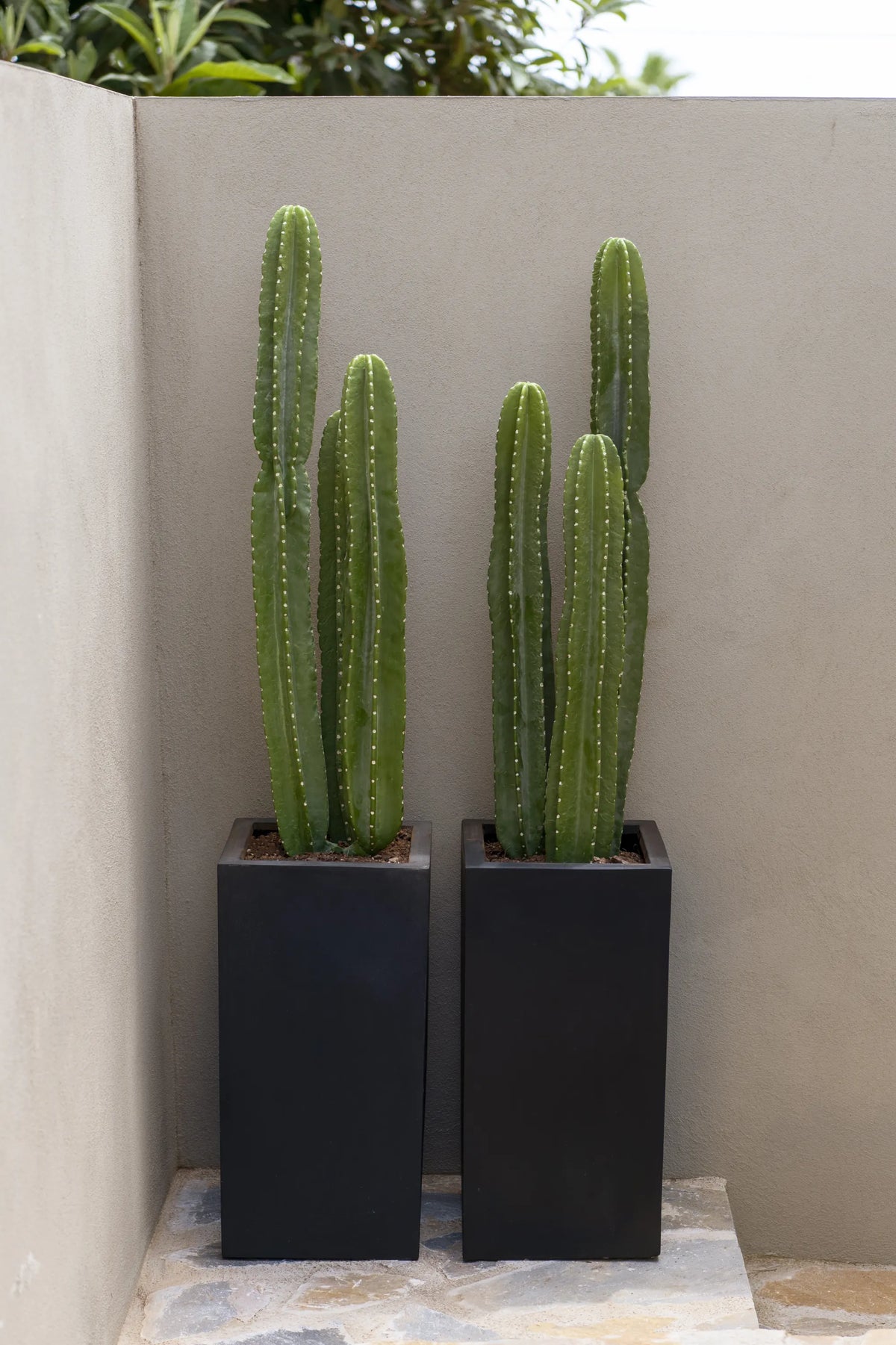 Kaktus San Pedro Künstlich - Künstliche Pflanzen