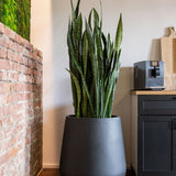 Pax Fiberstone Schwarz