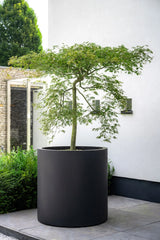 Jumbo Max Schwarz - Finestgreen