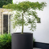 Jumbo Max Schwarz - Finestgreen