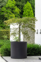 Jumbo Max Schwarz - Finestgreen