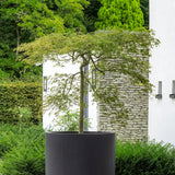 Jumbo Max Schwarz - Finestgreen