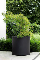 Jumbo Max Schwarz - Finestgreen