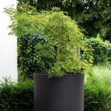 Jumbo Max Schwarz - Finestgreen