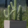 Kaktus Saguaro Künstlich H: 62 cm - Finestgreen