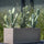 Kaktus Opuntia Künstlich H: 72 cm - Finestgreen