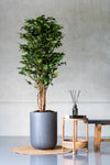 Ficus Baum Künstlich H: 150cm