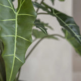 Alocasia Taro Künstlich H: 160cm - Finestgreen