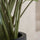 Alocasia Taro Künstlich H: 140cm - Finestgreen