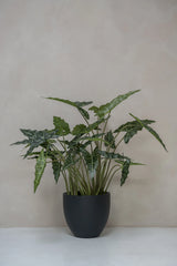 Alocasia Taro Künstlich H: 160cm - Finestgreen
