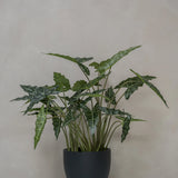 Alocasia Taro Künstlich H: 160cm - Finestgreen