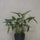 Alocasia Taro Künstlich H: 160cm - Finestgreen