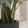 Alocasia Taro Künstlich H: 140cm - Finestgreen