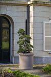 Jumbo Max Classic Taupe