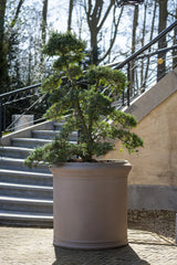 Jumbo Max Classic Taupe