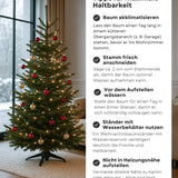 Echte Nordmanntanne 150–175 cm – Premium Weihnachtsbaum