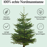 Echte Nordmanntanne 125–150 cm – Premium Weihnachtsbaum