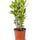 Echter Lorbeer (Laurus nobilis) im Kulturtopf Ø 15 cm, ca. 45 cm hoch – freigestellt