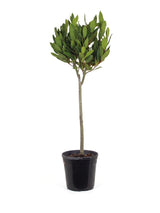 Echter Lorbeer auf Stamm (Laurus nobilis) im Kulturtopf Ø 21 cm, ca. 70–90 cm hoch – freigestellt