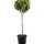 Echter Lorbeer auf Stamm (Laurus nobilis) im Kulturtopf Ø 21 cm, ca. 70–90 cm hoch – freigestellt