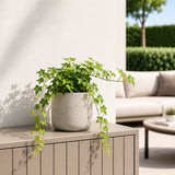 Efeu Hedera Helix Wonder