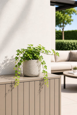 Efeu Hedera Helix Wonder