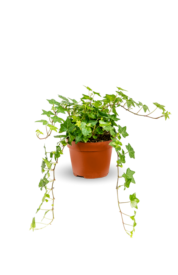 Efeu Hedera Helix Wonder - Pflanzen sicher zu dir nach Hause