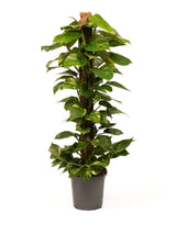 Efeutute mit Moosstab (Epipremnum aureum) im Kulturtopf Ø 24 cm, ca. 120 cm hoch – freigestellt