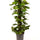 Efeutute mit Moosstab (Epipremnum aureum) im Kulturtopf Ø 24 cm, ca. 120 cm hoch – freigestellt