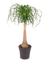 Elefantenfuß (Beaucarnea recurvata) im Kulturtopf Ø 27 cm, ca. 120 cm hoch – freigestellt