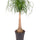 Elefantenfuß (Beaucarnea recurvata) im Kulturtopf Ø 27 cm, ca. 120 cm hoch – freigestellt