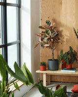 Elho b.for soft rund