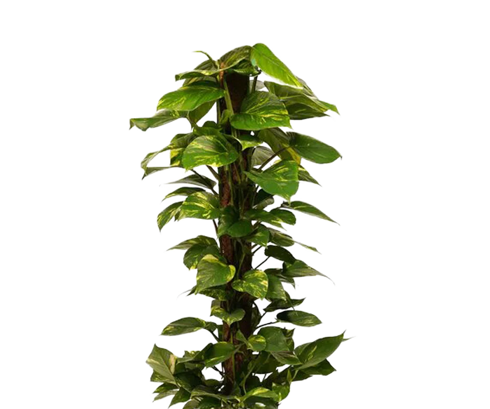 Epipremnum aureum - Goldene Efeutute mit Moosstab