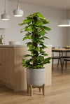 Epipremnum aureum - Goldene Efeutute mit Moosstab