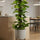 Epipremnum aureum - Goldene Efeutute mit Moosstab - Finestgreen