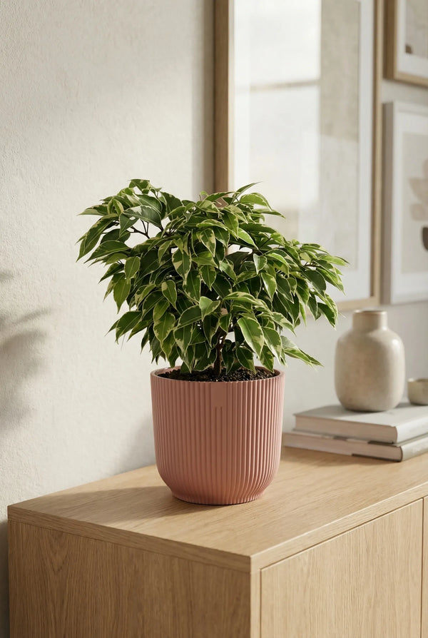 Ficus Benjamina Kinky - Buntblatt-Birkenfeige