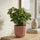 Ficus Benjamina Kinky – Buntblatt Ø:12 H:25 cm Finestgreen 