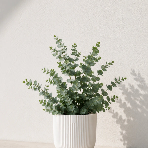 Eukalyptus kaufen - Eucalyptus Gunnii Duftpflanze Ø:19 H:50 cm