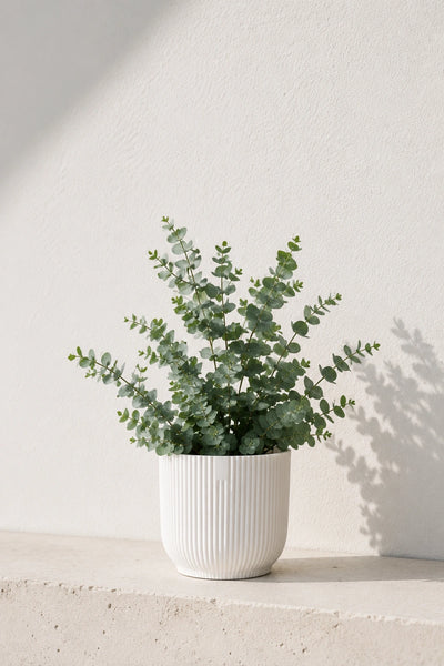 Eukalyptus kaufen - Eucalyptus Gunnii Duftpflanze :19 H:50 cm |  finestgreen  Finestgreen