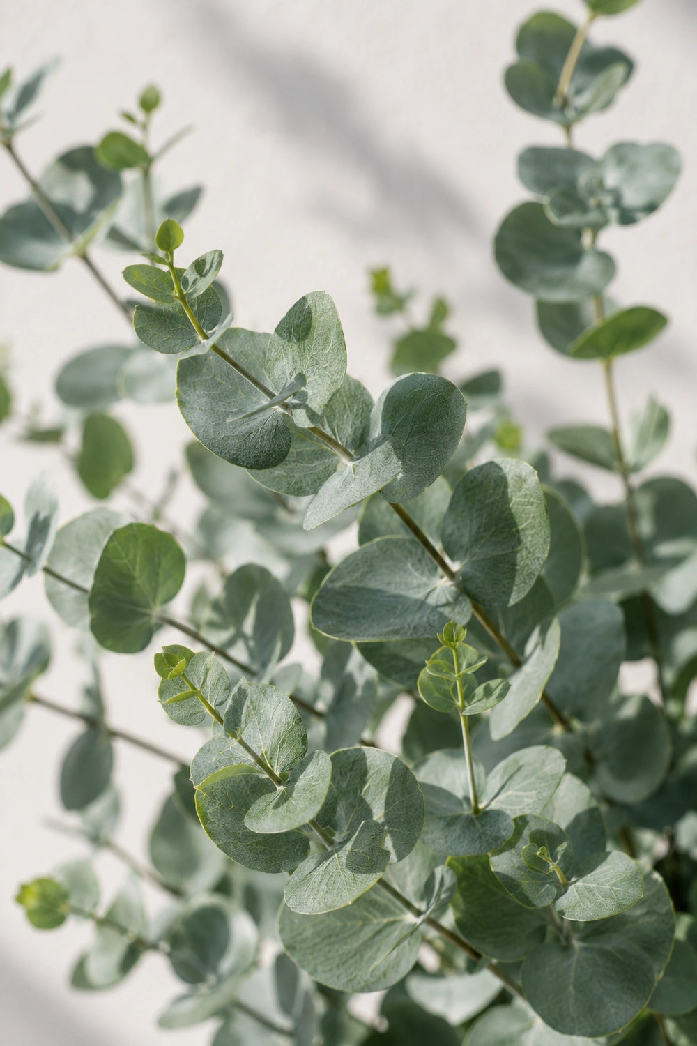 eucalyptus gunnii pflege zimmerpflanze Eukalyptus kaufen - Eucalyptus Gunnii Duftpflanze Ø:19 H:50 cm
