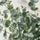 Eucalyptus Baum Gunnii
